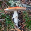 Amanita muscaria